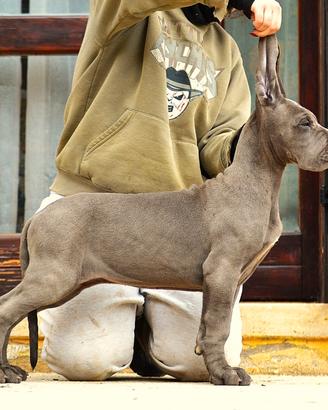 Alano cucciola femmina blu