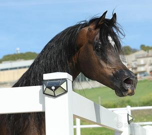 Stallone arabo di alto livello
