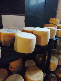 Formaggio pecorino