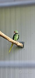 Parrochetti Grande Alessandrino