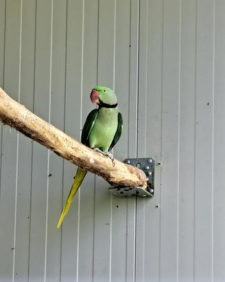 Parrochetti Grande Alessandrino