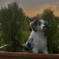 Australian shepherd