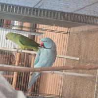 Pappagalli parrochetto del collare