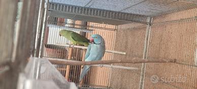 Pappagalli parrochetto del collare