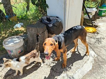 Diamo cane da caccia