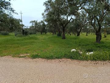 Fondo Sannicandro di bari