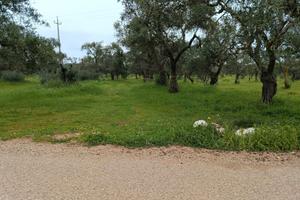 Fondo Sannicandro di bari