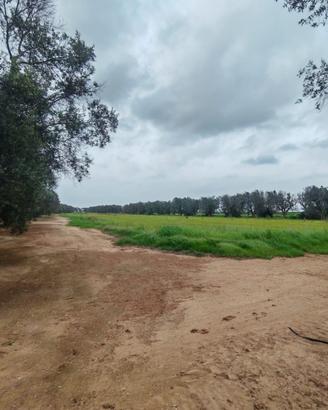 Terreno agricolo Restinco Brindisi accesso diretto