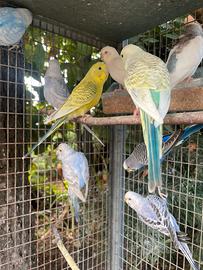 Cocorite allevate all'esterno