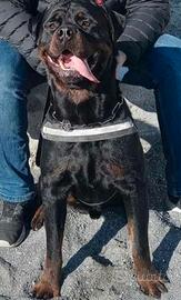 ROTTWEILER maschio per monta