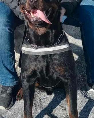 ROTTWEILER maschio per monta