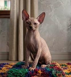 Cucciolo Sphynx