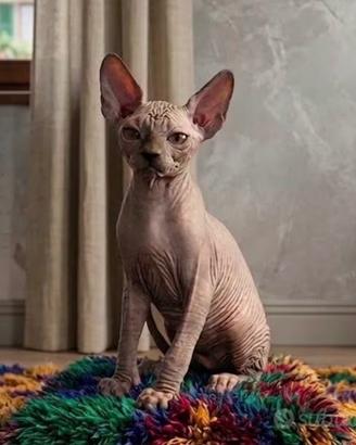 Cucciolo Sphynx