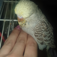 Cocorita inglese femmina allevata a mano