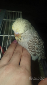 Cocorita inglese femmina allevata a mano