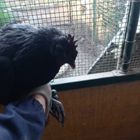 Galline ornamentali cemani