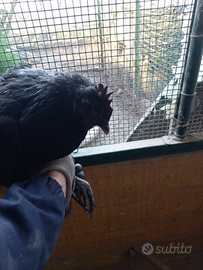 Galline ornamentali cemani