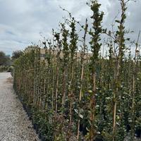 Gelsomino pianta da siepe h.200 cm