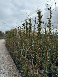 Gelsomino pianta da siepe h.200 cm