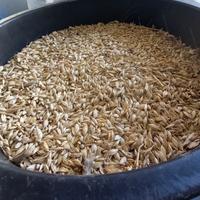 Farro Dicocco o Dicoccum