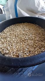 Farro Dicocco o Dicoccum