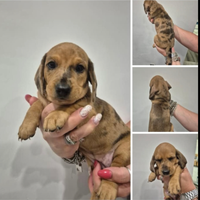 Bassotto Cuccioli kaninchen