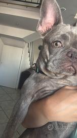 Bulldog francese
