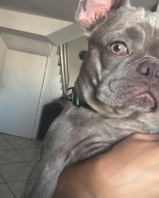 Bulldog francese
