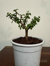 Pre-Bonsai Portulacaria Afra (Bonsai Giada)