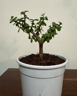 Pre-Bonsai Portulacaria Afra (Bonsai Giada)