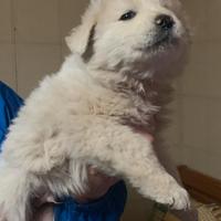 Poldo dolce e allegro cucciolo maremmano