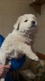 Poldo dolce e allegro cucciolo maremmano