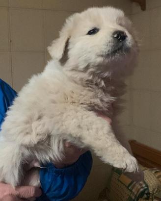 Poldo dolce e allegro cucciolo maremmano