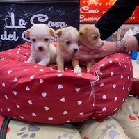 Chihuahua Pincher mini toy