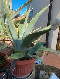 Agave americana