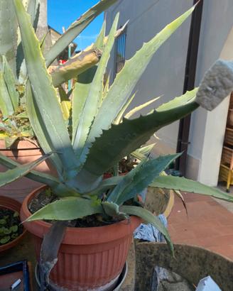 Agave americana