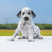 Cucciolo di Dalmata