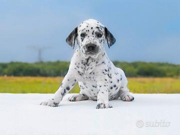 Cucciolo di Dalmata