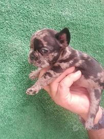 Bulldog francesi