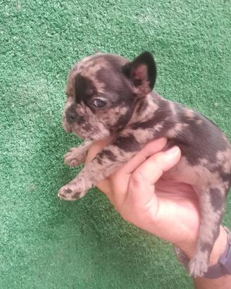 Bulldog francesi