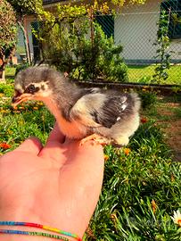 Pulcini olive egger