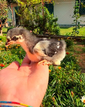 Pulcini olive egger