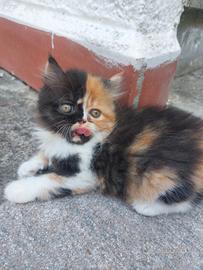 Gattina Persiana 