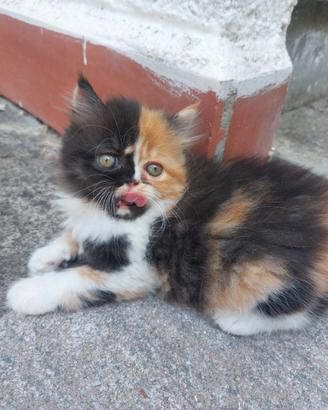 Gattina Persiana 