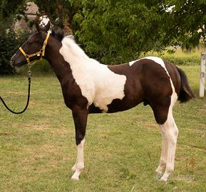 Puledro Paint Horse