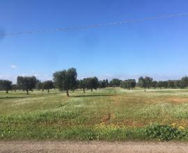 Terreno agricolo brindisi