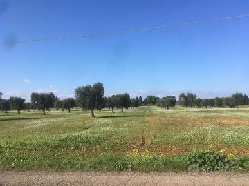 Terreno agricolo brindisi