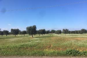 Terreno agricolo brindisi