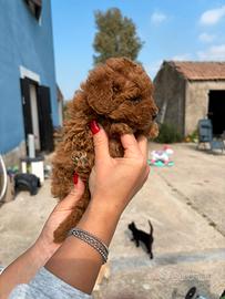 Barboncini toy minitoy e teacup