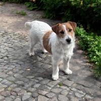Jack russel pedigree enci
